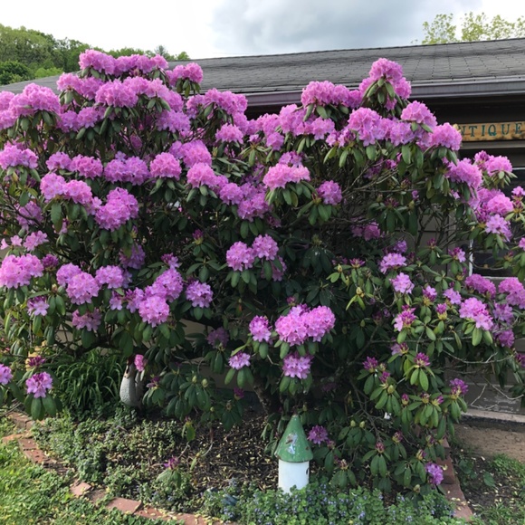 Gown - Picture 2 of 2